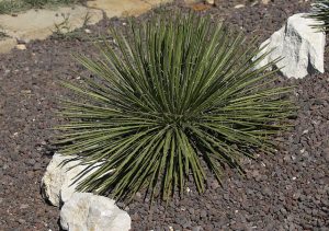 Agave_geminiflora