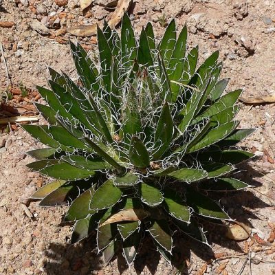 Agave_schidigera