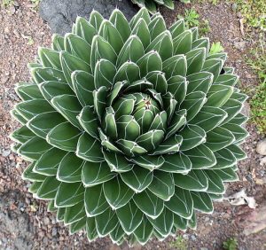 Agave_victoriae_reginae