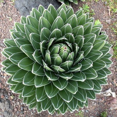 Agave_victoriae_reginae