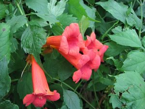 Des plantes grimpantes comme la Campsis radicans