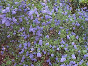 Ceanothus_thyrsiflorus