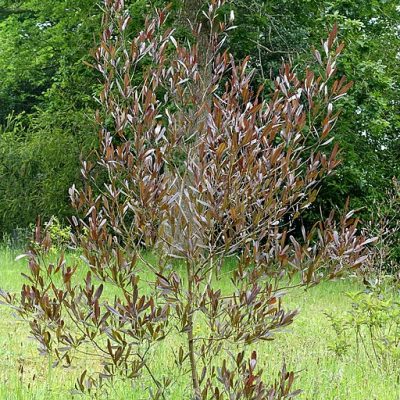 Dodonaea_viscosa_'Purpurea'