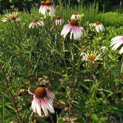 Echinacea_Pretty_Parasol