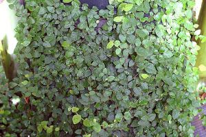 Ficus_pumila
