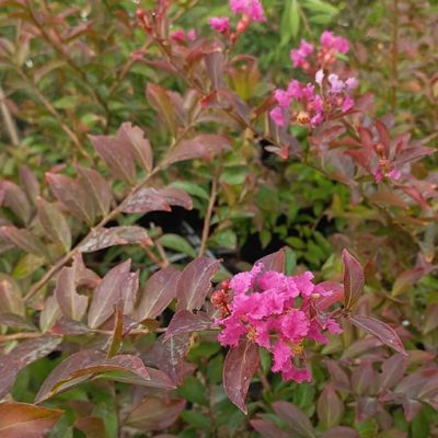 Lagerstroemia_repens