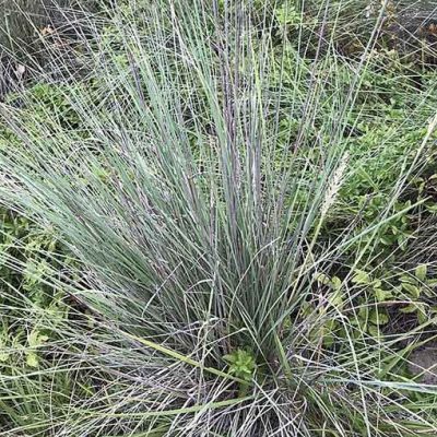 Muhlenbergia_lindheimeri