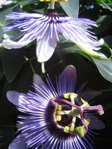 Passiflora_Purple_Haze