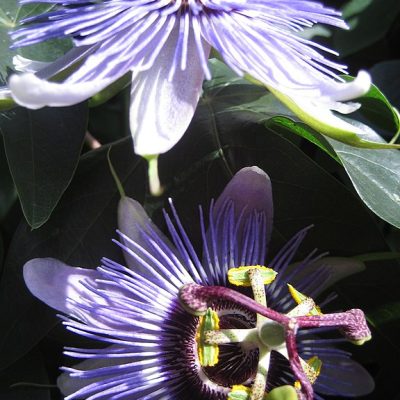 Passiflora_Purple_Haze