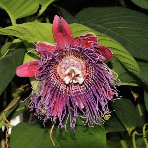 Passiflora_quadrangularis