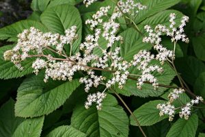 Rodgersia_aesculifolia