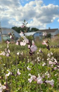 Salvia_microphylla_Corcovado