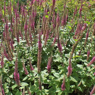 Teucrium_hircanum