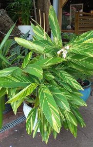 Alpinia_zerumbet_variegata