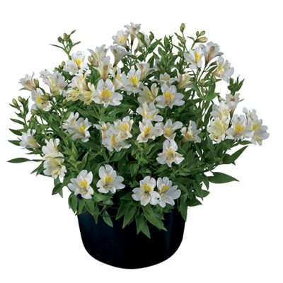 Alstroemeria_Summer_Sky