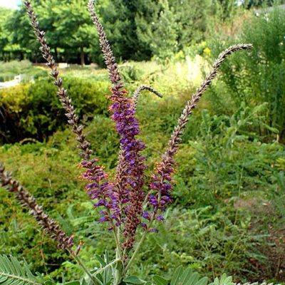 Amorpha_canescens
