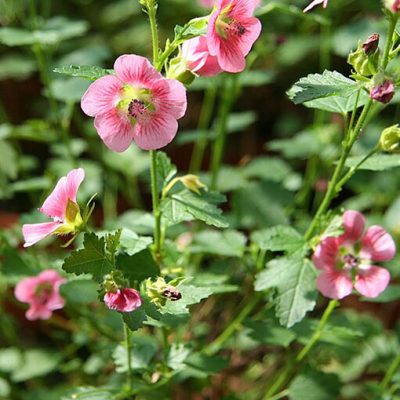 Anisodontea_capensis