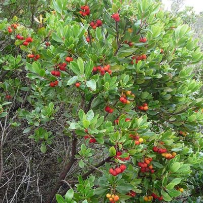 Arbutus_unedo