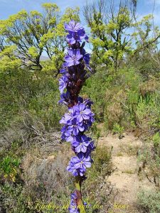 Aristea_capitata
