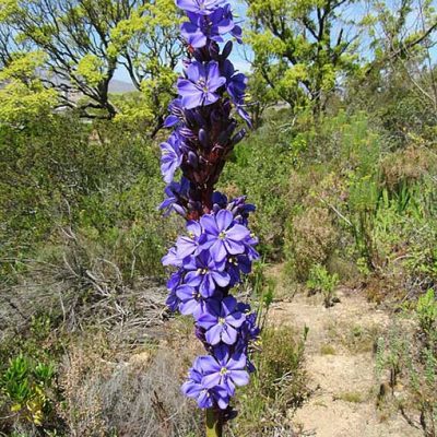 Aristea_capitata
