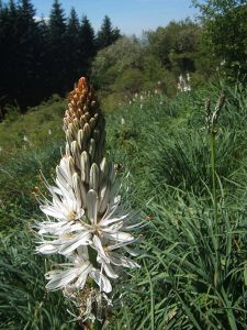 Asphodelus_albus