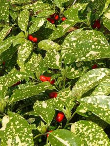 Aucuba_japonica_cv._'Crotonifolia'