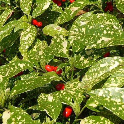 Aucuba_japonica_cv._'Crotonifolia'