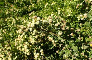 Baccharis_pilularis