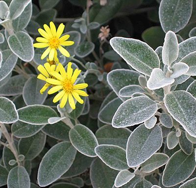 Brachyglottis_'Sunshine'