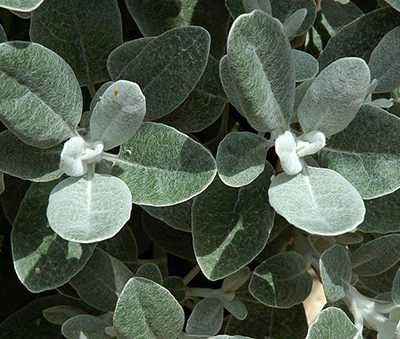 Brachyglottis_Walberton_Silver_Dormouse