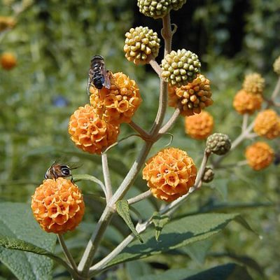 Buddleja_globosa