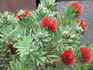 Callistemon_viminalis-little_john