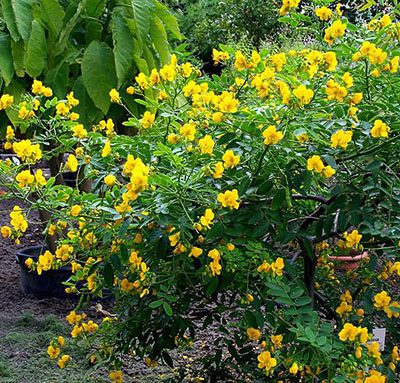 Cassia-corymbosa