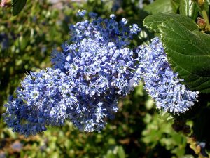 Ceanothus_arboreus