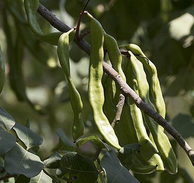Ceratonia_siliqua
