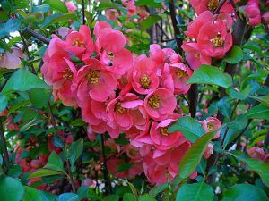 Chaenomeles_japonica