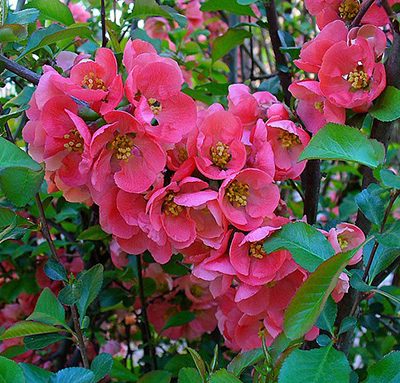 Chaenomeles_japonica