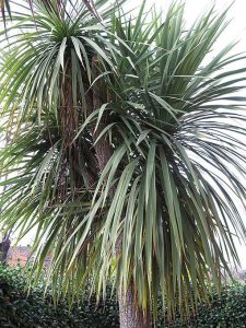 Cordyline_australis