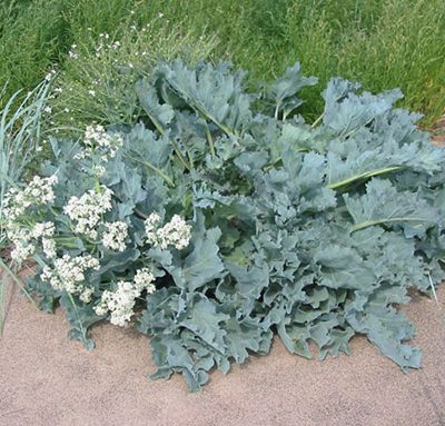 Crambe_Maritima