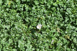 Falkia_repens