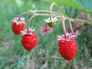 Fragaria_vesca