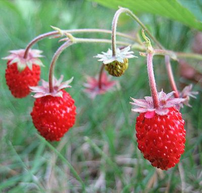 Fragaria_vesca