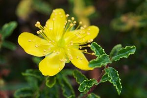 Hypericum_balearicum