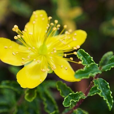Hypericum_balearicum