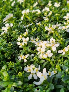 Iberis_sempervirens_Snow_Cone