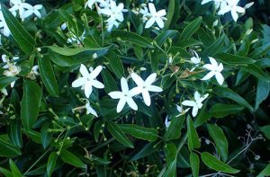 Jasminum_azoricum