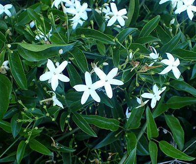 Jasminum_azoricum
