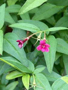 Jasminum_beesianum