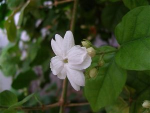 Jasminum_sambac