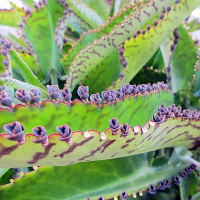 Kalanchoe_daigremontiana